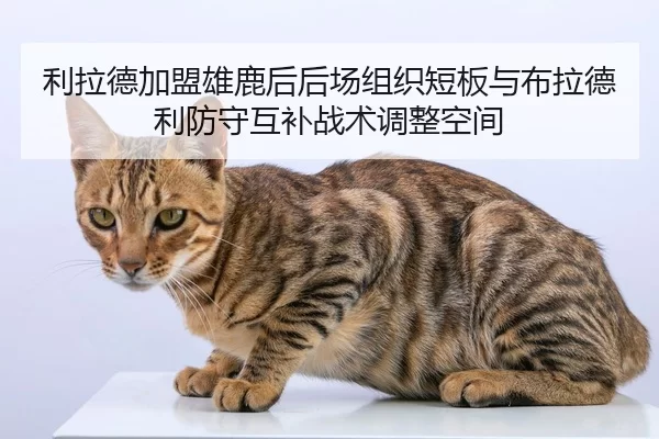 li-la-de-jia-meng-xiong-lu-hou-hou-chang-zu-zhi-duan-ban-yu-bu-la-de-li-fang-shou-hu-bu-zhan-shu-tiao-zheng-kong-jian-2-904.jpg